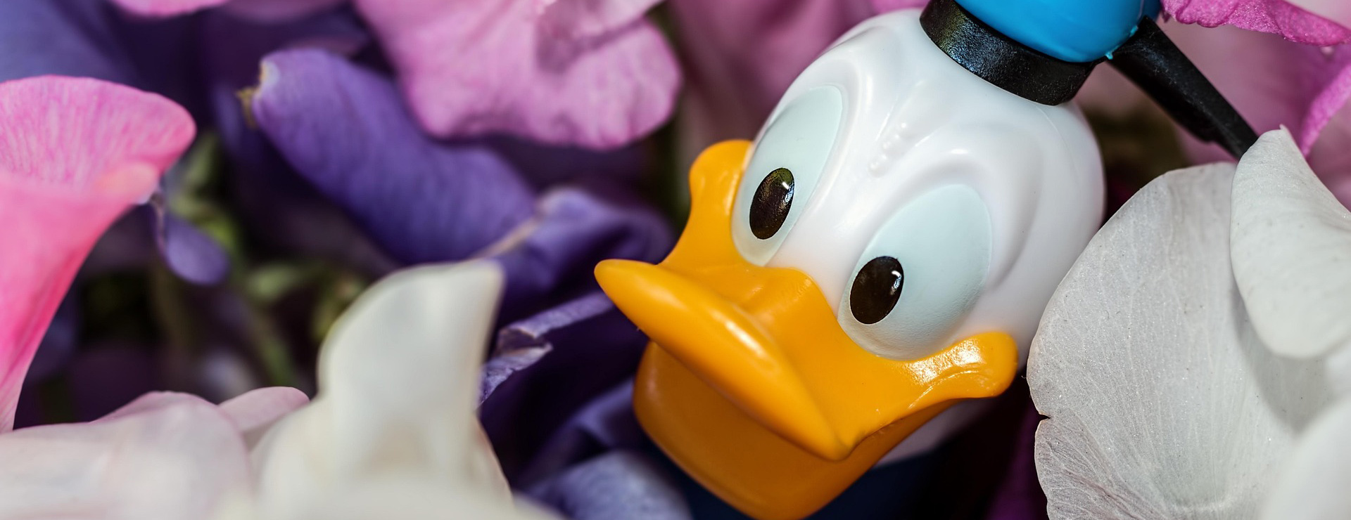 Disney -Disney donald duck 973226 1920